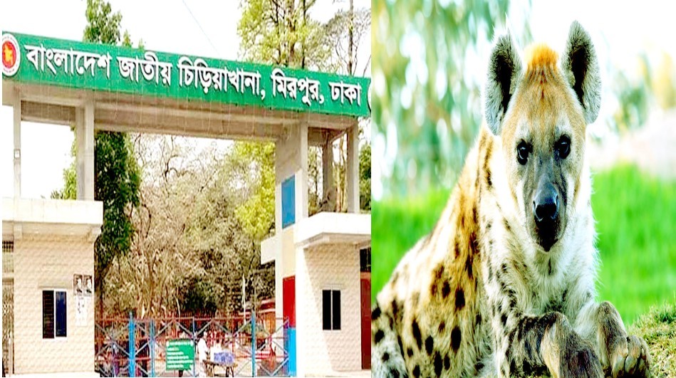 হায়েনার কামড়ে শিশুর হাত বিচ্ছিন্ন